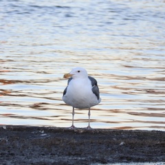 Larus occidentalis