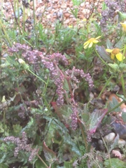 Atriplex glabriuscula