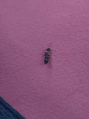 Reticulitermes flaviceps