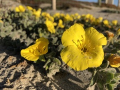 Camissoniopsis