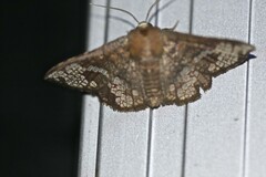 Canaea hyalospila