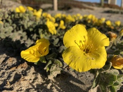 Camissoniopsis