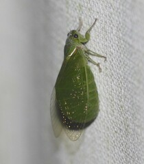 Glaucopsaltria viridis