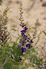 Psorothamnus arborescens