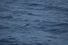 Procellariidae