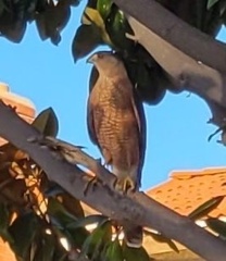 Accipiter cooperii