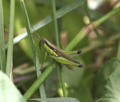 Methiolopsis geniculata