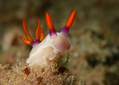 Hypselodoris bullockii