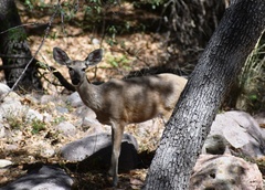 Odocoileus virginianus couesi