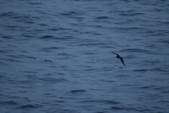Procellariidae
