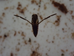 Anisops