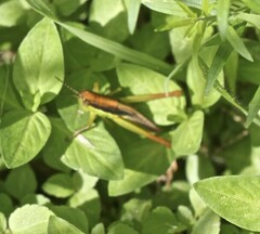 Bermius odontocercus
