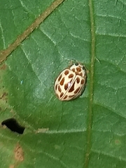 Psyllobora lutescens