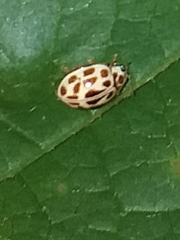 Psyllobora lutescens