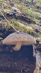 Pluteus granularis