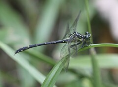 Austrogomphus ochraceus
