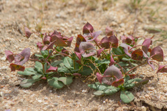 Oxytheca perfoliata