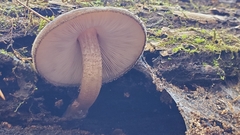 Pluteus granularis