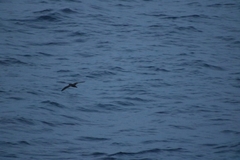 Procellariidae
