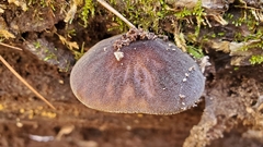 Pluteus granularis