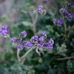 Phacelia crenulata