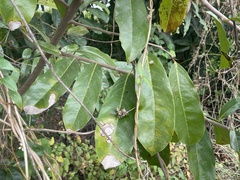 Annona montana