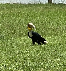 Rhyticeros undulatus