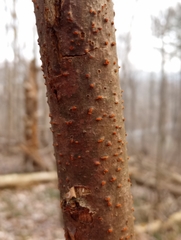 Cryphonectria parasitica