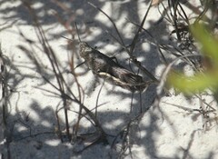 Cirphula pyrrhocnemis