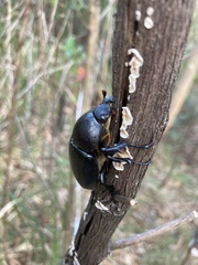 Xylotrupes