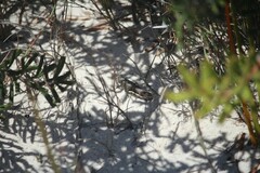 Cirphula pyrrhocnemis