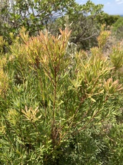Leucopogon parviflorus
