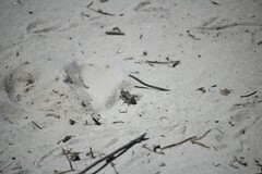 Cirphula pyrrhocnemis