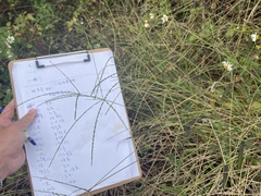 Digitaria ciliaris