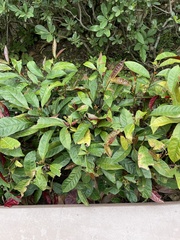 Excoecaria cochinchinensis