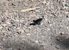 Limenitis arthemis arizonensis