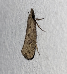 Acrolophus mortipennella