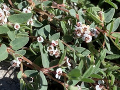 Euphorbia capitellata