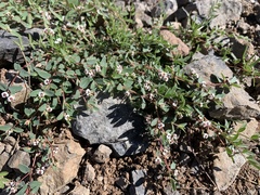 Euphorbia capitellata