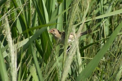 Acrocephalus australis australis