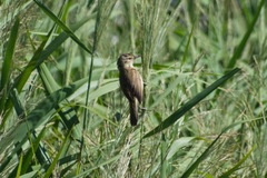 Acrocephalus australis australis