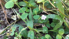Bonnaya ruelloides