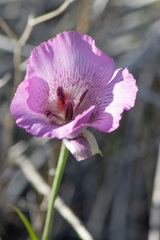 Calochortus striatus
