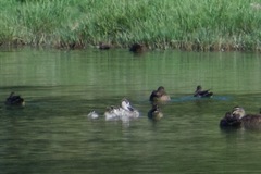 Malacorhynchus membranaceus