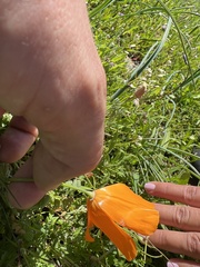 Eschscholzia californica