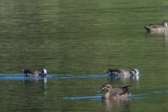 Malacorhynchus membranaceus