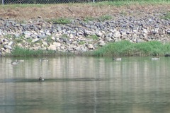 Malacorhynchus membranaceus