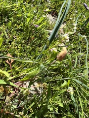 Eschscholzia californica