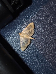 Herpetogramma aeglealis