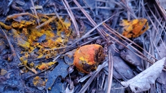 Zelleromyces cinnabarinus